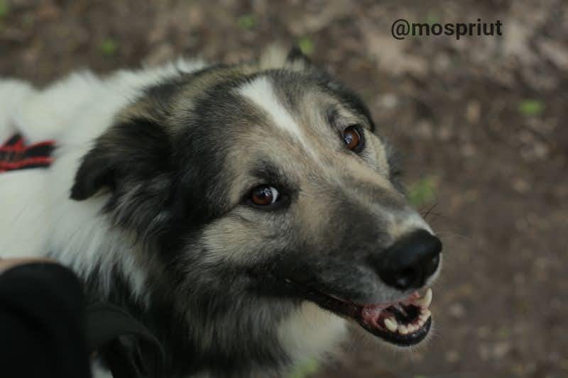 собака Крис из приюта Щербинка для бездомных животных, Москва и Московская область