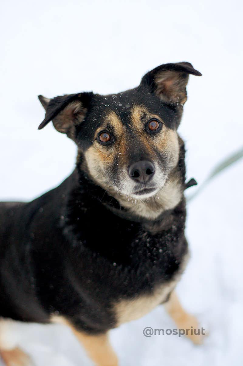 собака Ви-ви из приюта Щербинка для бездомных животных, Москва и Московская область