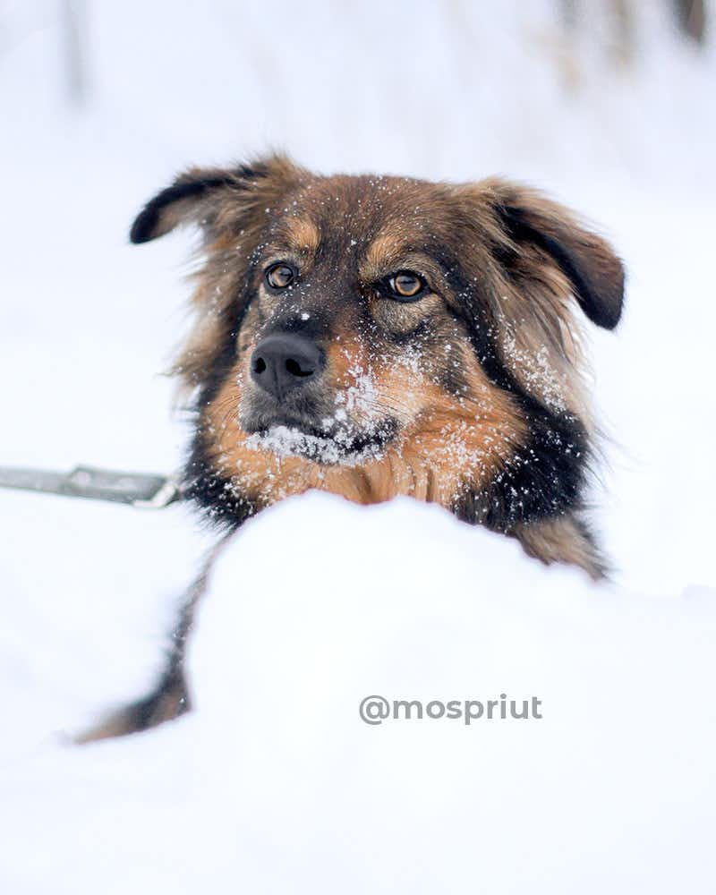собака Ириска из приюта Щербинка для бездомных животных, Москва и Московская область