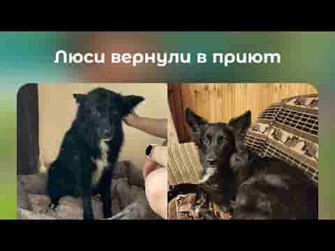 Девочку Люси из приюта Щербинка вернули спустя 2 месяца домашней жизни. Снова ищем ей дом 🙌