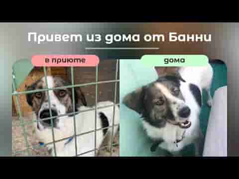 История о попадании Банни в приют Щербинка, поиске дома и домашней счастливой жизни в одном видео 😍