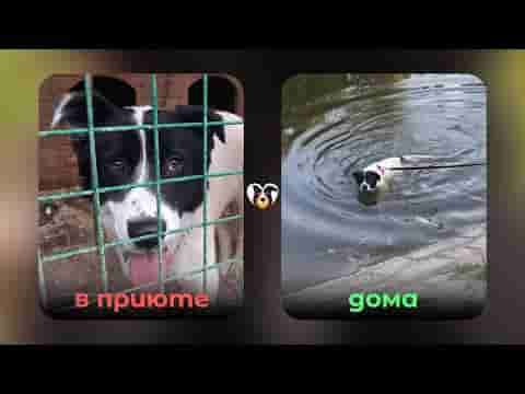 Фанк из приюта спустя 6 лет обрёл дом 🏠