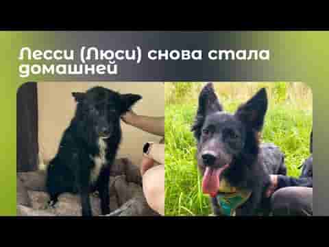 Лесси (Люси) из приюта Щербинка снова стала домашней после предательства. Пожелайте ей удачи 🙌