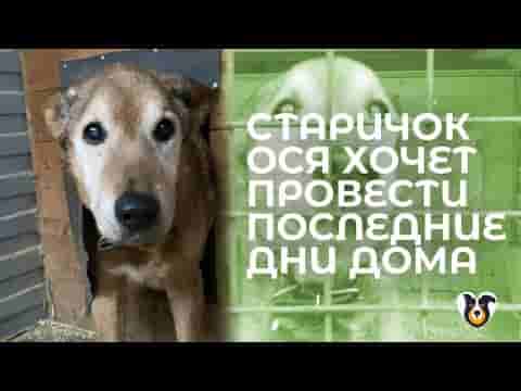Ося живёт в приюте 13 лет и не теряет надежды стать домашним