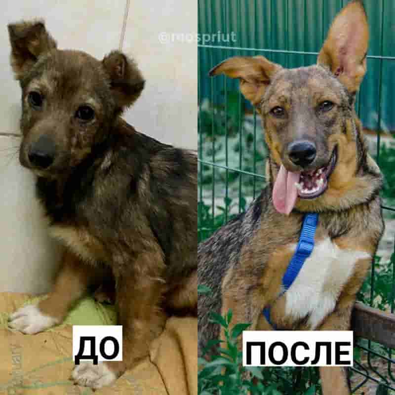 Спасённый от усыпления щенок Вольт ищет дом! Только посмотрите как он изменился 🥰