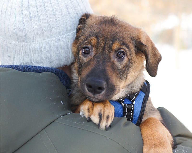 Изображение с сайта mospriut, презентующее рубрику страницы "Вопрос-ответ" - Забрать питомца