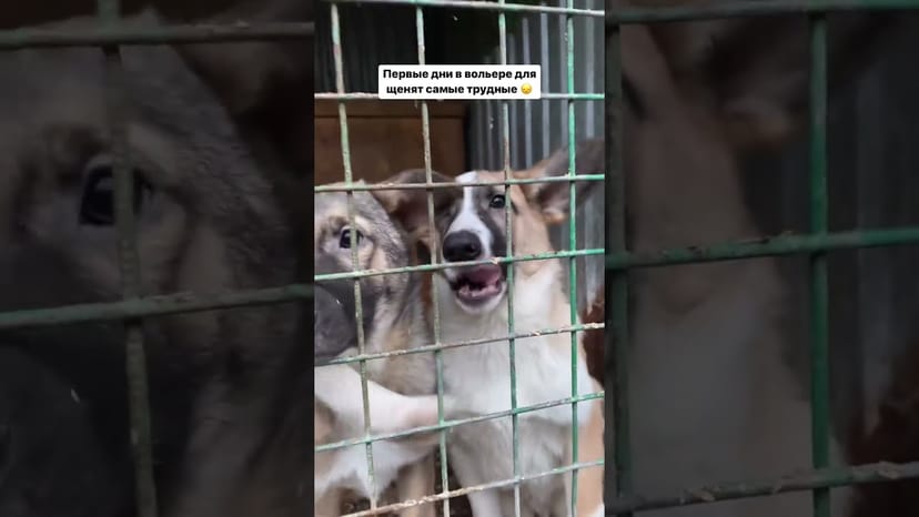 Видео «Щенята из приюта Щербинка в первые дни в вольере очень сильно переживают #shorts #mospriut»