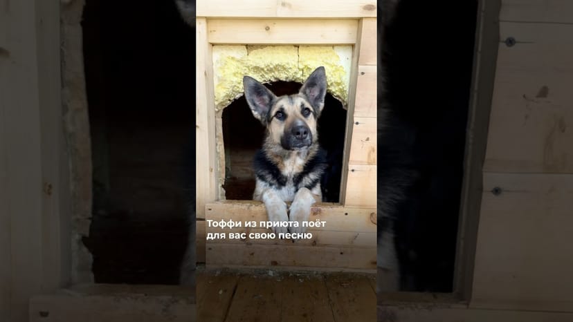 Видео «Если бы у Тоффи из приюта Щербинка была своя песня, то она точно была бы такой @mospriut»