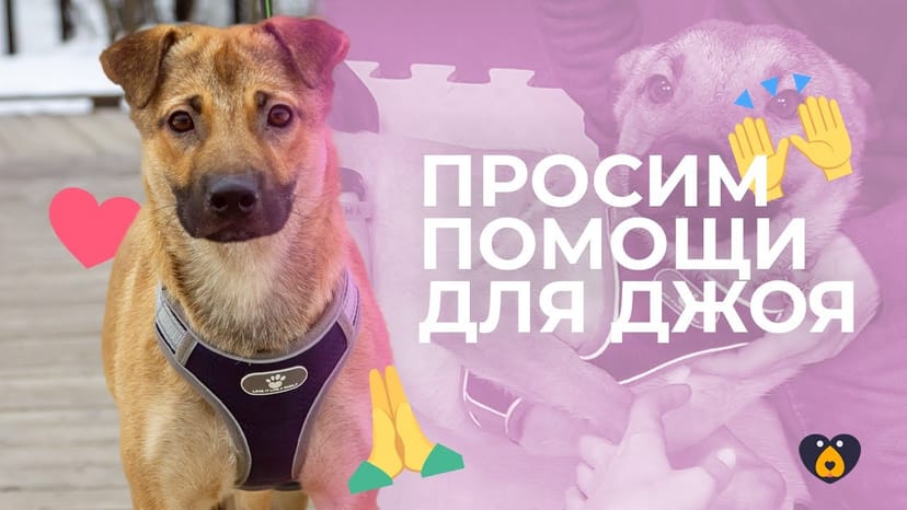 Видео «Нам нужна ваша помощь 🙏 Открываем сбор на реабилитацию Джоя из приюта Щербинка»