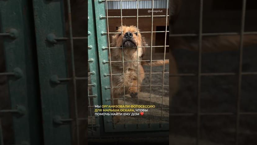 Видео «Оскар все еще ждет мам и пап в приюте Щербинка. Может быть эта фотосессия поможет ему найти дом?»