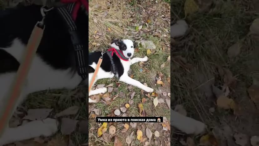 Видео «Умка из приюта Щербинка совсем обленилась и никуда не хочет идти #mospriut #shorts»