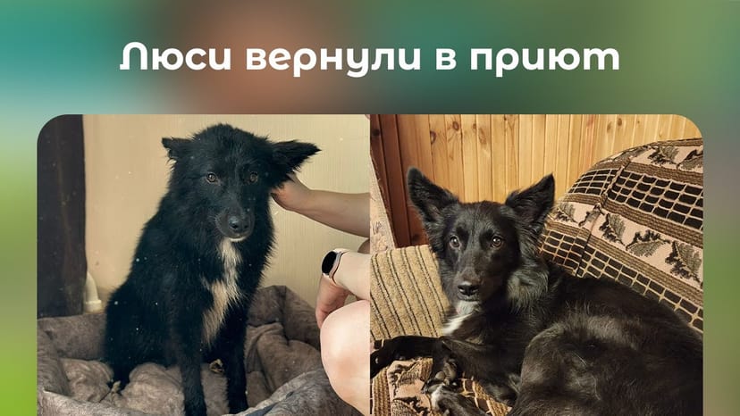 Видео «Девочку Люси из приюта Щербинка вернули спустя 2 месяца домашней жизни. Снова ищем ей дом 🙌»