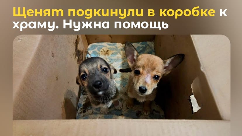 Видео «Бусинку и Пуговку подкинули в коробке к храму рано утром. Мы просим вашей помощи и ищем для них дом»