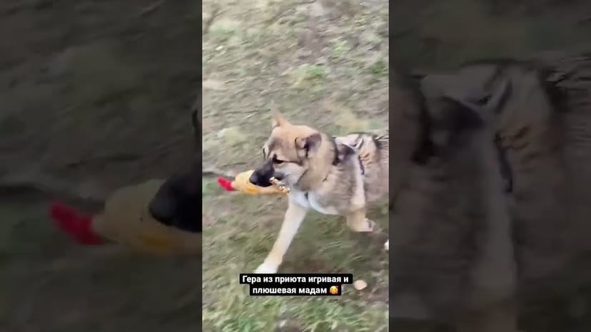 Видео «Гера из приюта Щербинка очень плюшевая и ласковая девочка в поисках своей семьи»