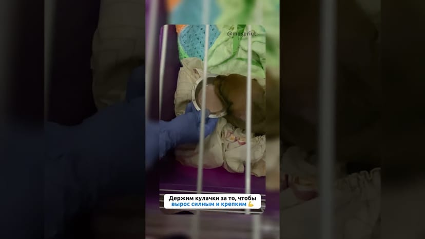 Видео «В приют Щербинка за последнее время поступило более 20 щенков. Показываем вам самого маленького 🐶»