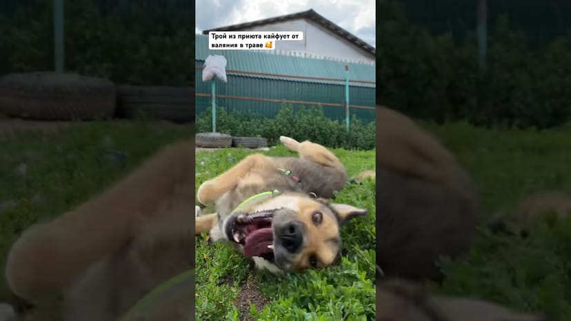 Видео «Трой из приюта Щербинка кайфует от валяний в траве на прогулке🤪 #собакаизприюта #мосприют #mospriut»
