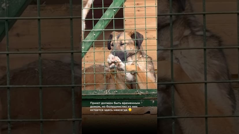 Видео «Приют - должен быть временным домом, но большинство собак остается в нём навсегда 😥 @mospriut»