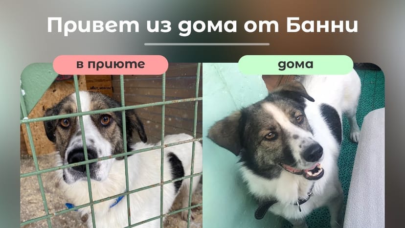 Видео «История о попадании Банни в приют Щербинка, поиске дома и домашней счастливой жизни в одном видео 😍»
