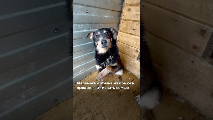 Видео «Ромка не сильно большой, поэтому жить в приюте  для него сложнее, чем для других собак @mospriut»