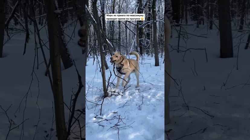 Видео «СМОТРЕТЬ ДО КОНЦА!!! Пёс Марк (почти лабрадор) из приюта Щербинка на прогулке играет с деревьями»