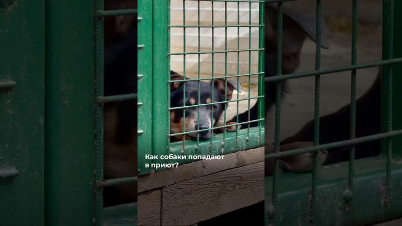 Видео «Как питомцы попадают в приют? Большинство жителей приюта - это  выброшенные животные @mospriut»