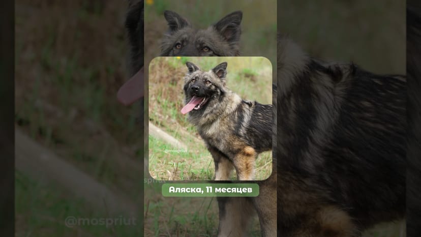 Видео «Голубошерстная рыжеглазая красавица Аляска продолжает искать дом 🏠 #мосприют»