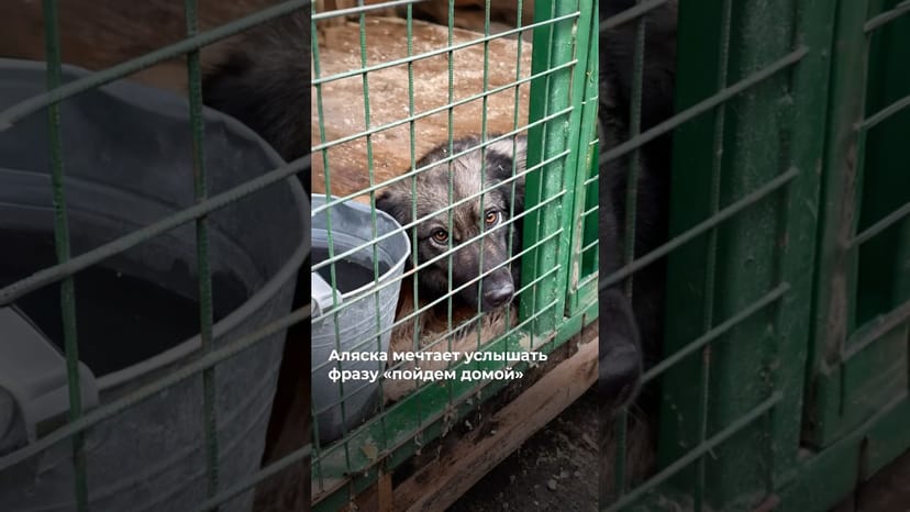 Видео «Аляска из Щербинки лишь одна из многих тысяч бездомных хвостов, которые мечтают о доме @mospriut»