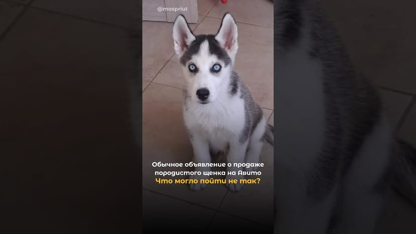 Видео «Хаски Граф стал жертвой разведенцев и попал в неблагополучную семью. Теперь он стал домашним»