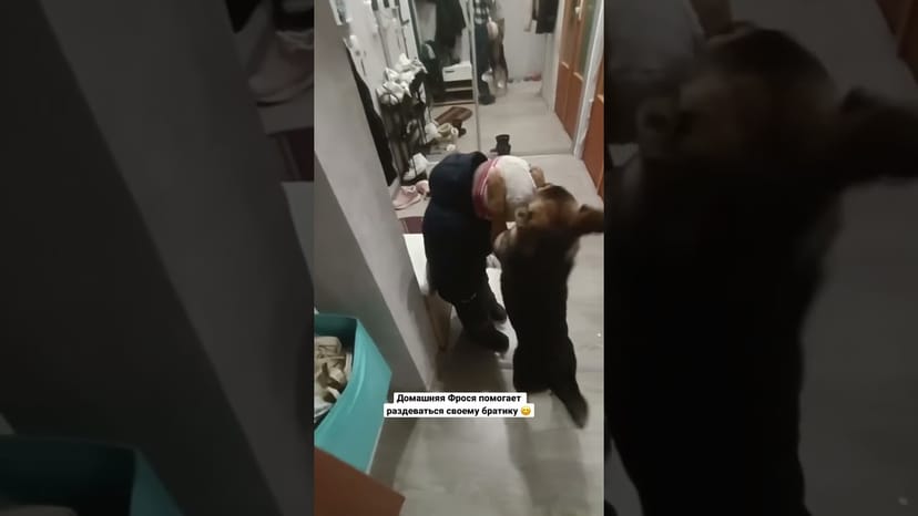 Видео «Фрося / Харли из приюта Щербинка передает привет из дома очень милым и смешным видео #shorts»