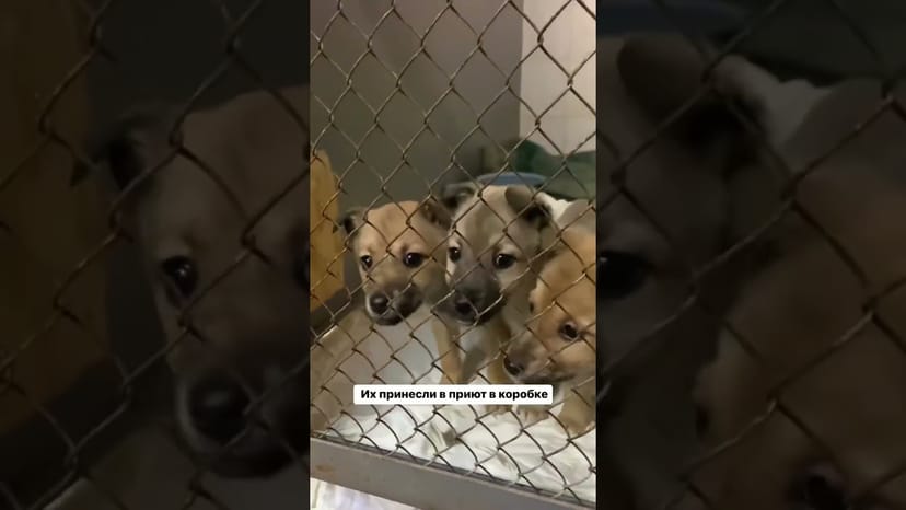 Видео «В приют Щербинка принесли трёх маленьких щенят в коробке в сильные морозы #shorts #щенкизприюта»