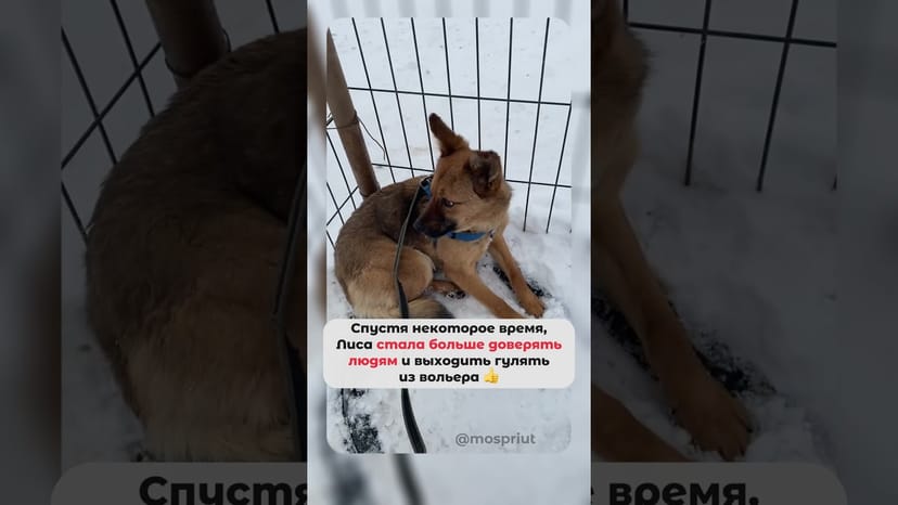 Видео «Привет из дома от маленькой рыжей собачки Лисы из приюта Щербинка #shorts»