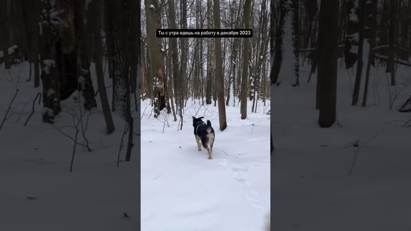 Видео «Ви-Ви из приюта Щербинка смешно проваливается в сугробы 😄 #смешныеживотные #забавныеживотные»