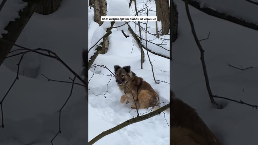 Видео «Лютик из приюта для собак Щербинка на прогулке не отвлекается на веселье, а занимается делами»