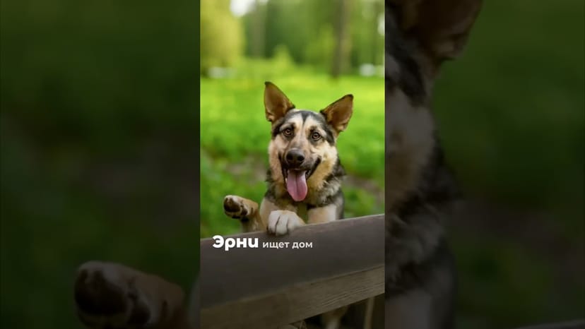 Видео «Овчаристый Эрни из приюта для собак ищет дом и любящую семью. Звоните волонтеру +7(903)234-66-51»