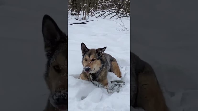 Видео «Лютик и Трой из приюта Щербинка любят валятся в сугробах и есть поводки 😀 #shorts #мосприют»