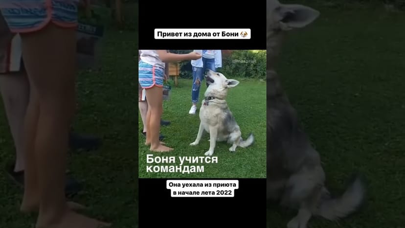 Видео «Привет из дома от Бони из Приюта Щербинка. Она уехала домой летом 2022 года #shorts #mospriut»