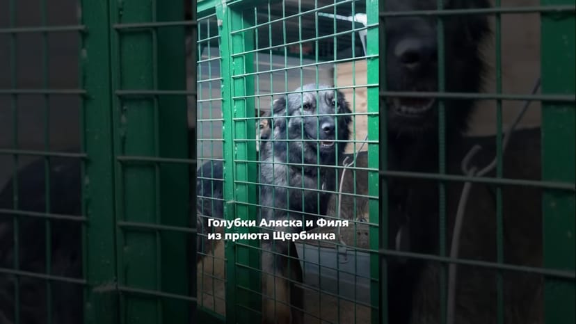 Видео «Голубки Аляска и Филя из приюта Щербинка просто очень мило проводят время в вольере 🥰»