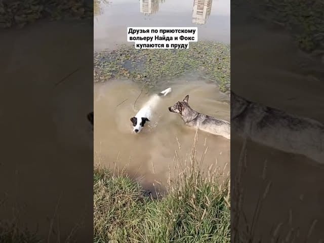 Видео «Фокс и Найда живут в приюте Щербинка в одном вольере и любят покупаться в пруду рядом с приютом»