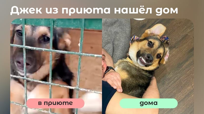 Видео «Джек из приюта для бездомных собак Щербинка нашел дом после первого предательства, спустя 4 месяца»