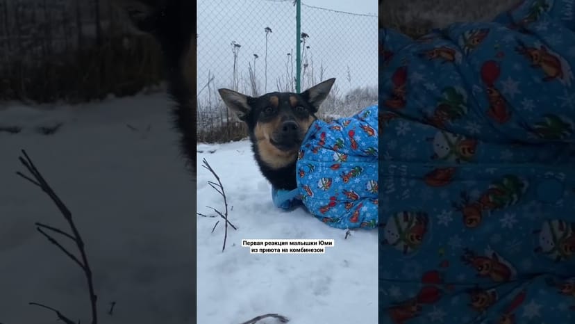 Видео «Эми из приюта Щербинка весит всего 10кг и очень сложно переносит зиму, поэтому ищет теплый дом»