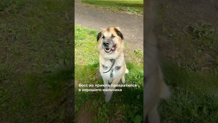 Видео «Босс из приюта Щербинка превратился в хорошего мальчика и ищет дом @mospriut»