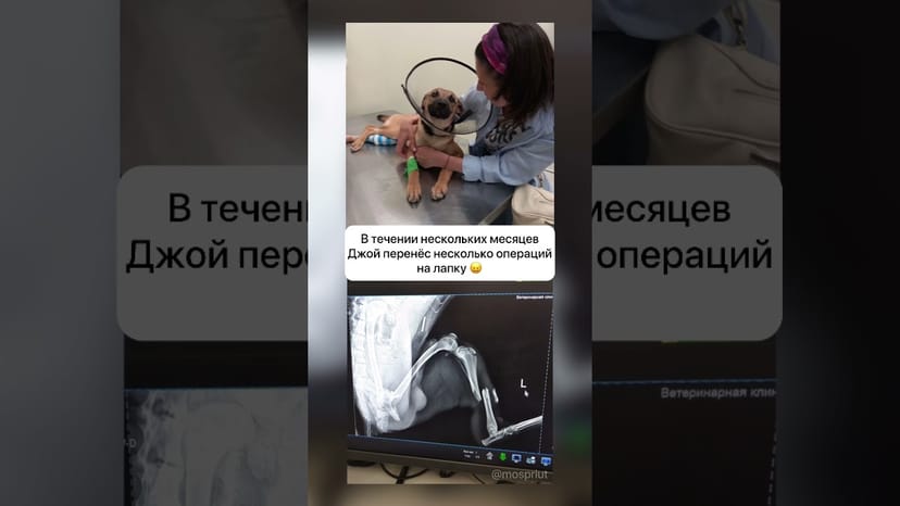 Видео «Джою из приюта Щербинка нужна реабилитация после перенесенных операция на лапку. Просим помощи 🙏»