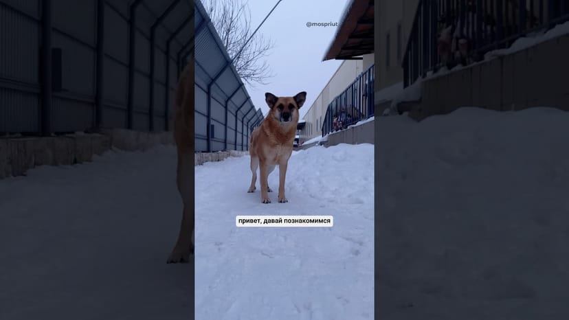 Видео «Ариша из приюта Щербинка хочет познакомиться и терпит фиаско»