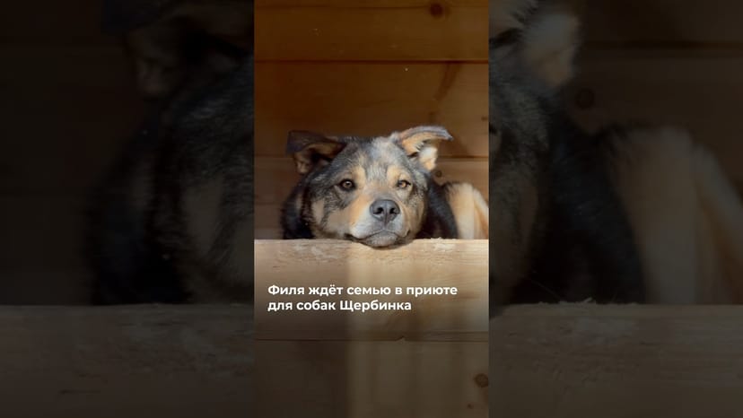 Видео «Филя из приюта для собак Щербинка заждался семью. Приезжайте на знакомство @mospriut»