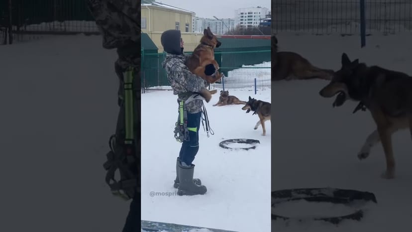 Видео «Лиса из приюта Щербинка сама прыгает на руки, чтобы её почесали ☺️ #собакаизприюта #мосприют»