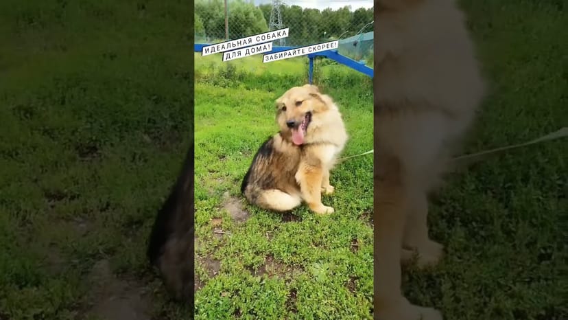 Видео «Джаффар из приюта Щербинка во всей своей красоте с очень плюшевой шерстью  #mospriut #shorts»