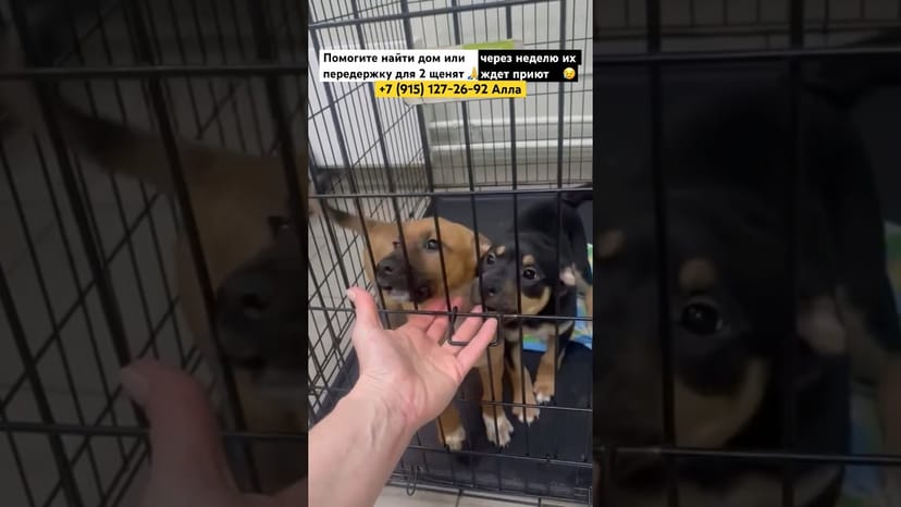 Видео «Срочно ищем дом для двоих щенят 🐶Помогите им избежать приюта через неделю🙏#приютщербинка #мосприют»