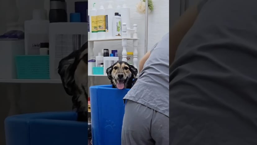 Видео «Привет из дома от собачки Лизы из приюта Щербинка @mospriut»