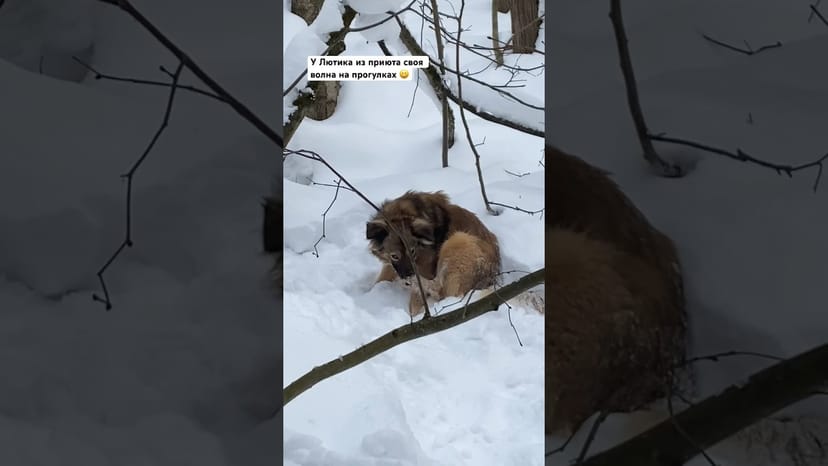 Видео «Лютик из приюта Щербинка на прогулке не отвлекается на шалости других и занимается своими делами 😀»