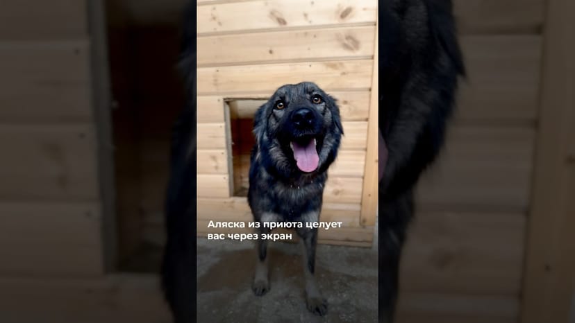 Видео «Аляска из приюта Щербинка не может найти семью, которой она смогла бы дарить любовь @mospriut»